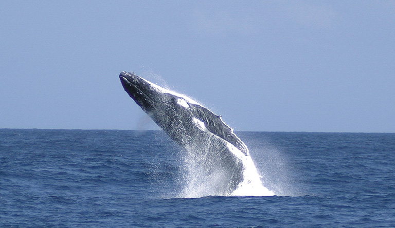 whale-spotting-tangalooma-queensland-australia