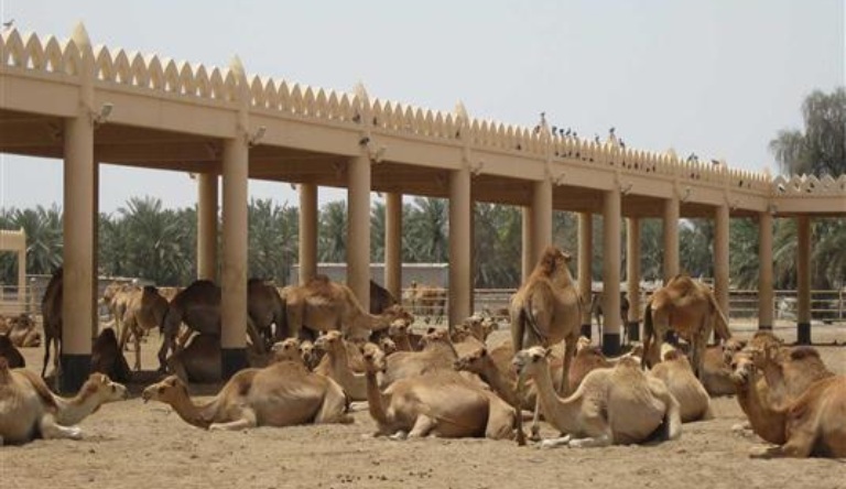 the-camel-breeding-farm