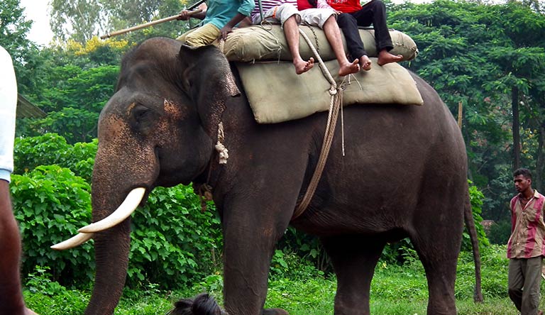 elephant-safari-dubare-coorg-karnataka-india