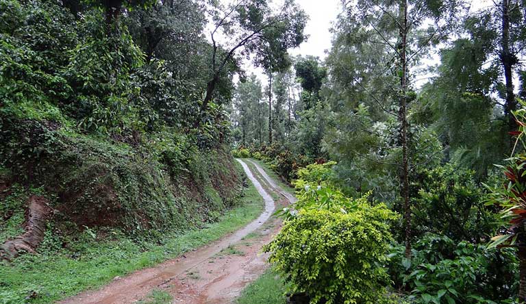 trail-coorg-karnataka-india