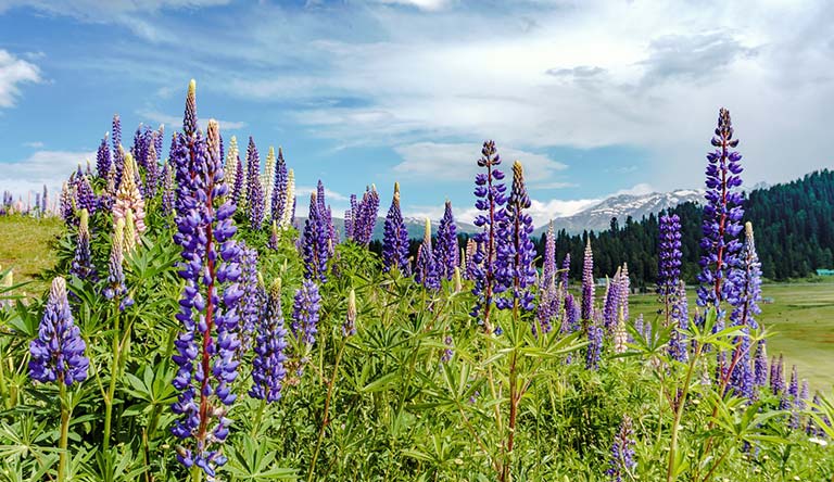 summer-gulmarg-kashmir-india