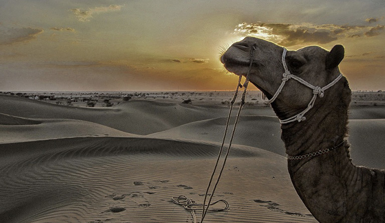 desert-safari-jaisalmer-rajasthan-india