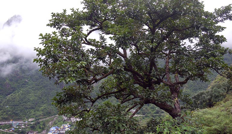 ghangaria-joshimath-uttarakhand-india