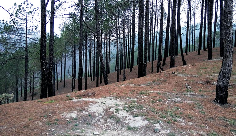 pine-forest-kodikanal-tamil-nadu-india