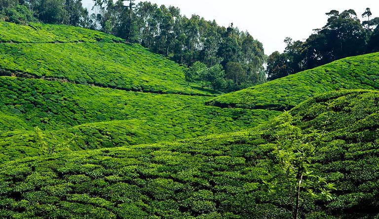 tea-garden-munnar-kerala-india