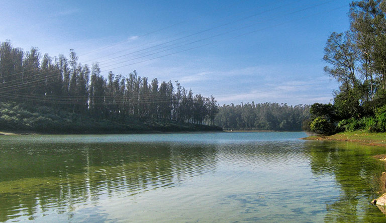 pine-forest-ooty-india