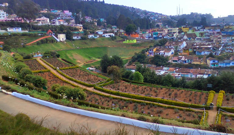 rose-garden-in-ooty-india