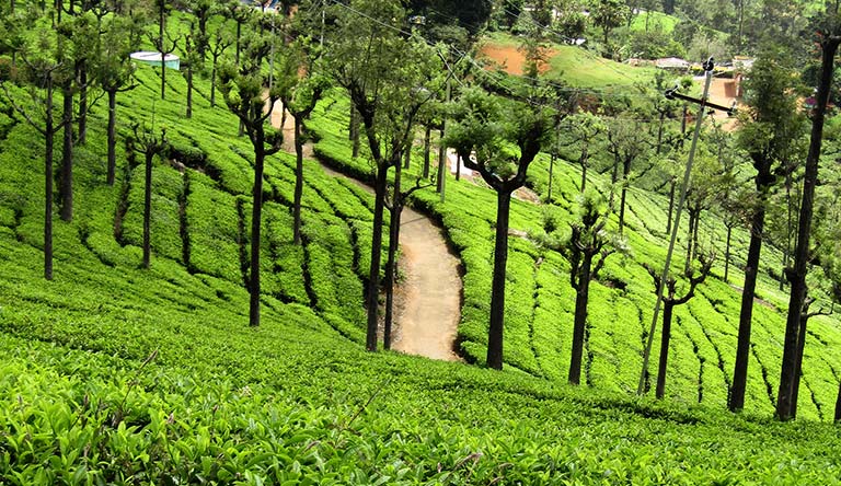 tea-estate-ooty-india
