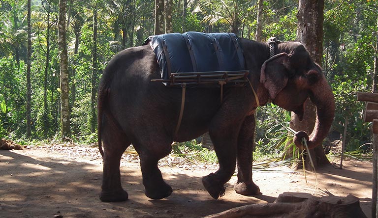 elephant-getting-ready-for-safari-thekkady-kerala-india