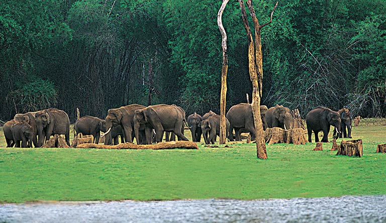 periyar-thekkady-kerala-india