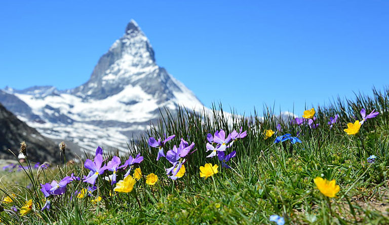 alpine-beautiful-bloom-blossom-zermatt-switzerland