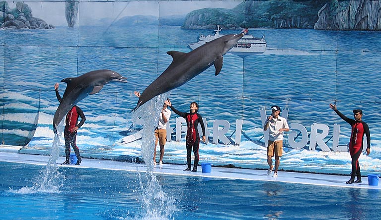 dolphin-show-safari-world-bangkok-thailand