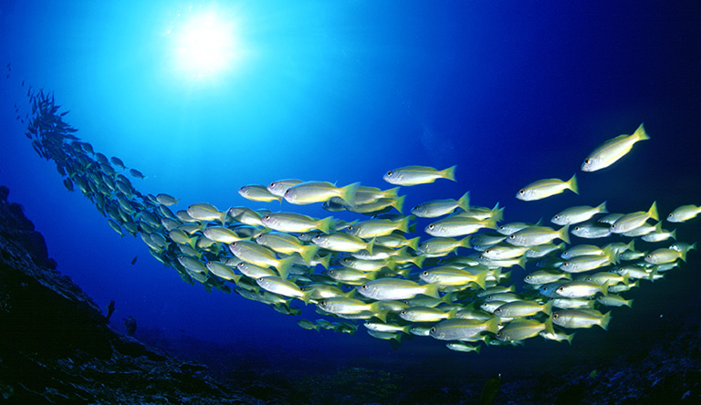 underwater-world-pattaya-thailand