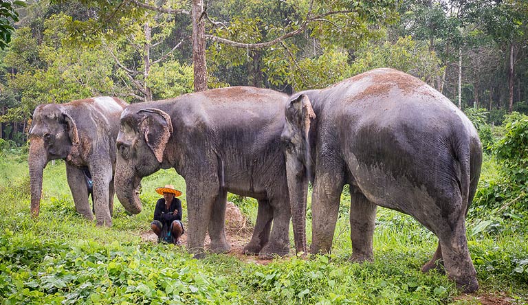 elephant-sanctuary-phuket-thailand